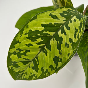Homalomena Camouflage