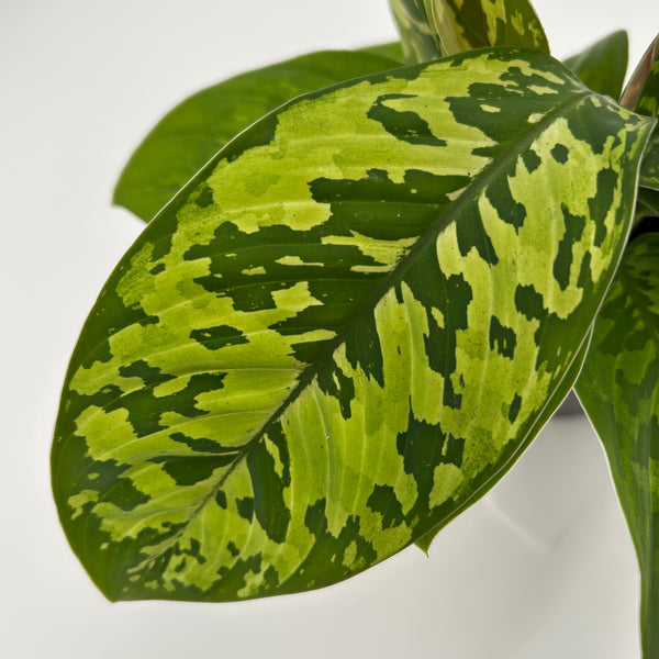 Homalomena Camouflage