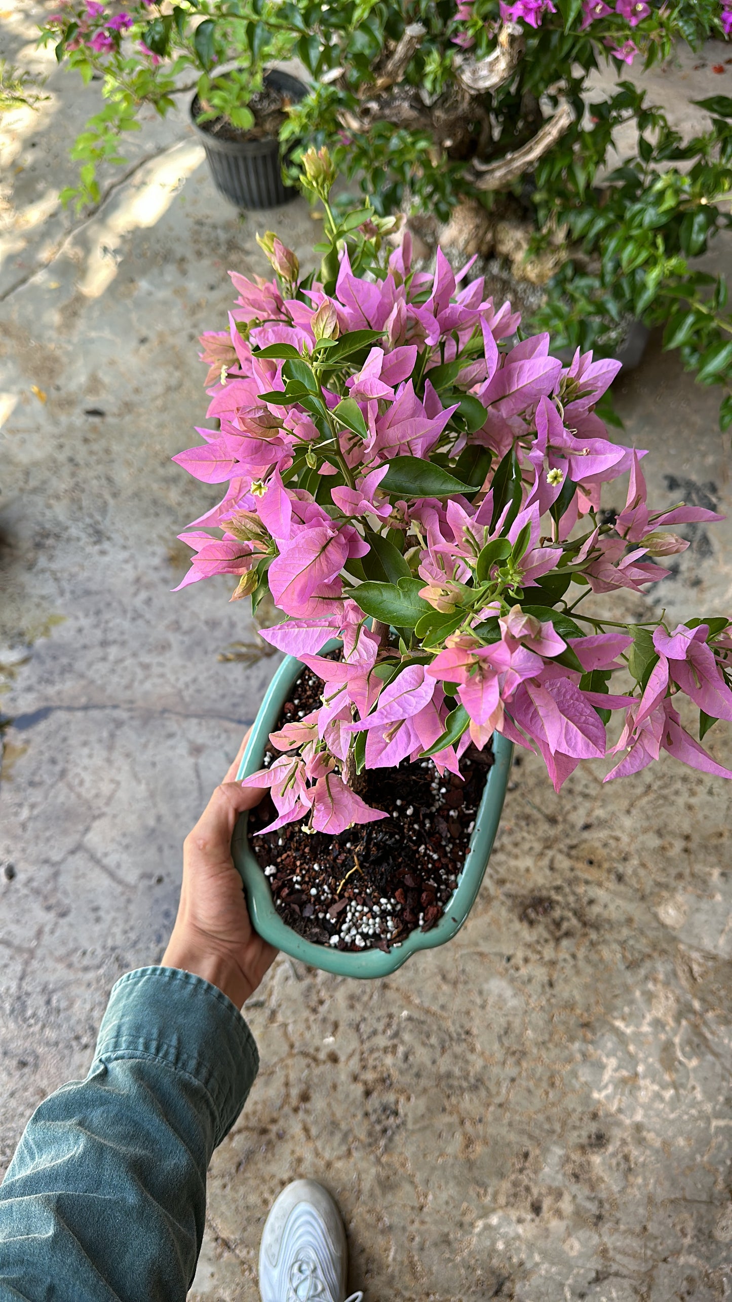 Invoice Rosalinda pink bougainvillea