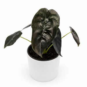 Alocasia Cuprea Red Secret
