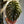 Alocasia Cuprea Red Secret