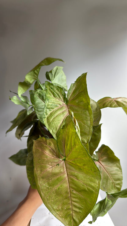 Syngonium Podophyllum 'Maria' Allusion 4" pot