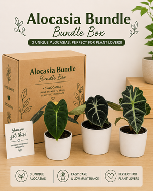 Alocasia Mystery Bundle Box - 3 Alocasia Plants