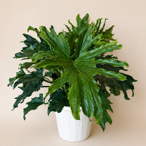 Large Philodendron 'Lickety Split'