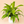 Dracaena Limelight