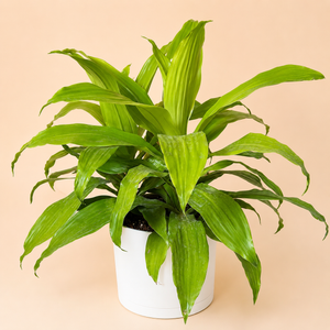 Dracaena Limelight