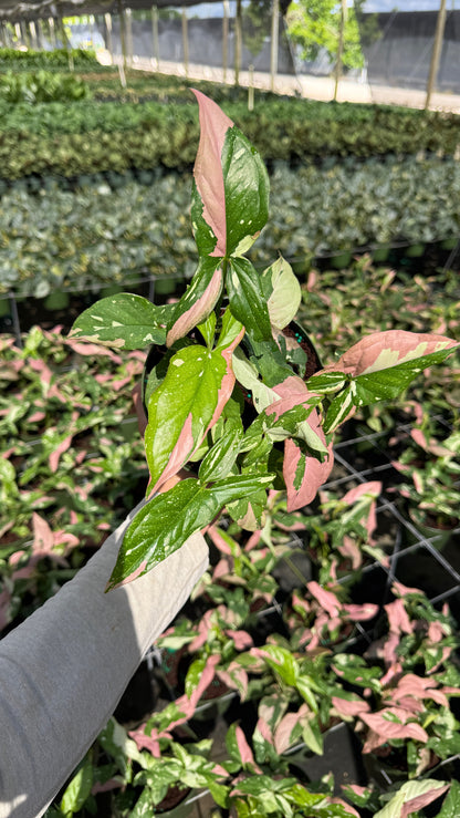 Syngonium Red spot Tricolors 6" pot - Rare Collector's Houseplant