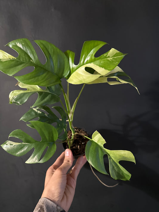 Variegated mini monstera