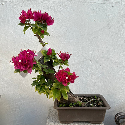 Bougainvillea bonsai #110