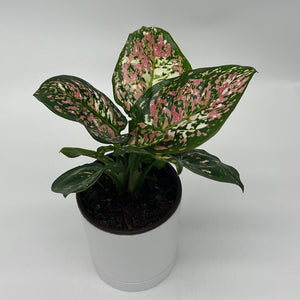 Aglaonema ‘Pink Tricolor’ 4” Pot – Rare Collector’s Tropical Houseplant live plant