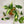 Philodendron Silver Stripe