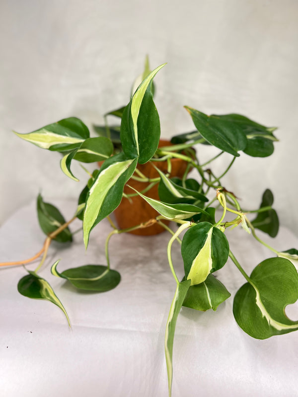 Philodendron Silver Stripe