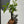 Kokedama Money Tree