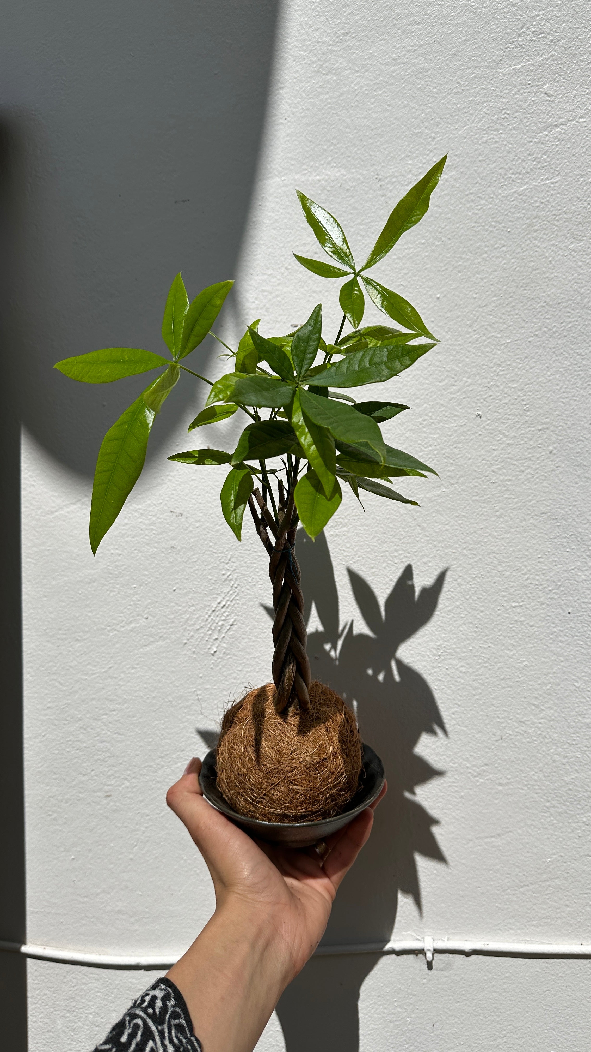kokedama indoor plants Runo Plants | Indoor Plants