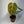 Anthurium Crystallinum