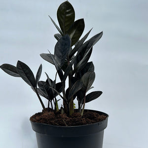 Zamioculcas 'ZZ Black Raven'