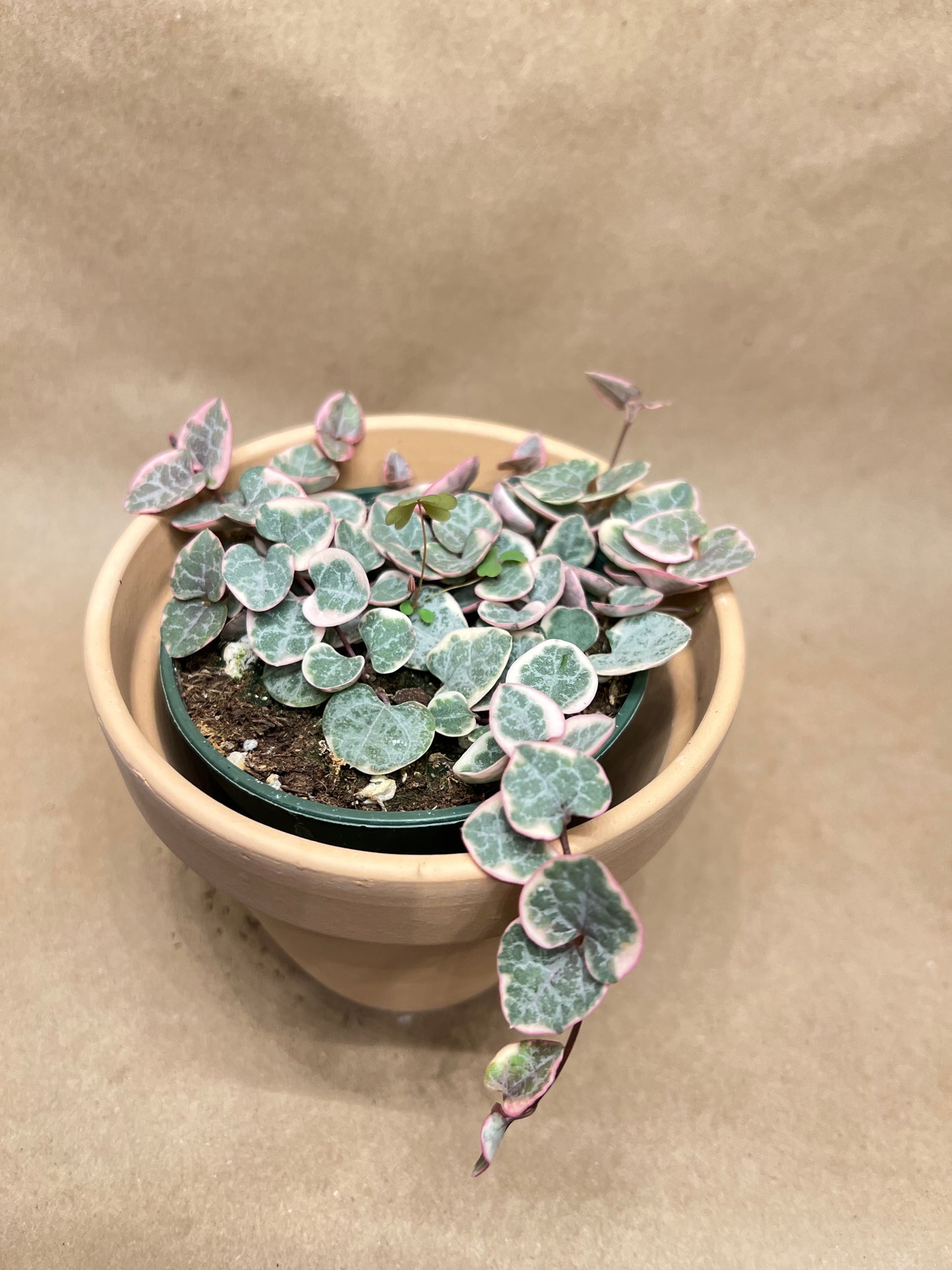 String of Hearts Variegated 4”
