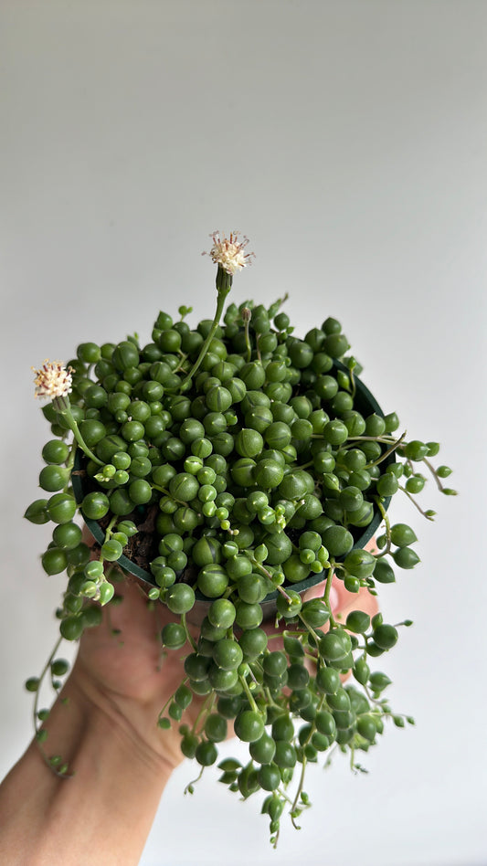 String of pearls 4"