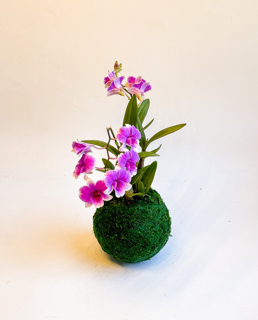Kokedama mini orchid