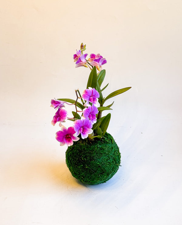 Kokedama With Mini Orchid