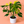 Monstera Yellow Marylin