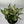 XL Aglaonema ‘Thai Snowflakes’ 8” Pot – Large Rare Variegated Chinese Evergreen live plant
