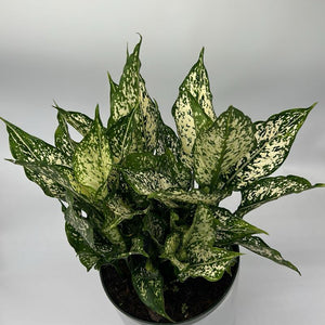 XL Aglaonema ‘Thai Snowflakes’ 8” Pot – Large Rare Variegated Chinese Evergreen live plant