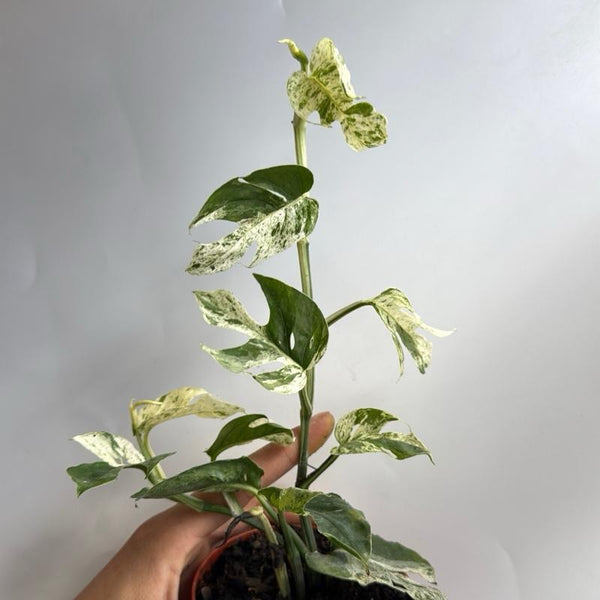 Epipremnum Pinatum Marble Flame 4" pot