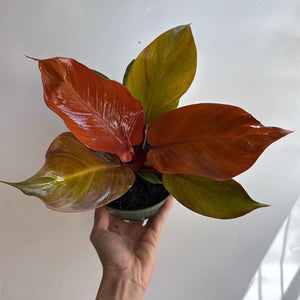 Philodendron  'Prince of Orange'