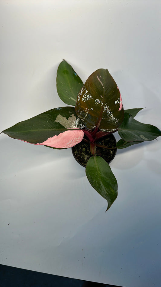 Philodendron pink princess 4"