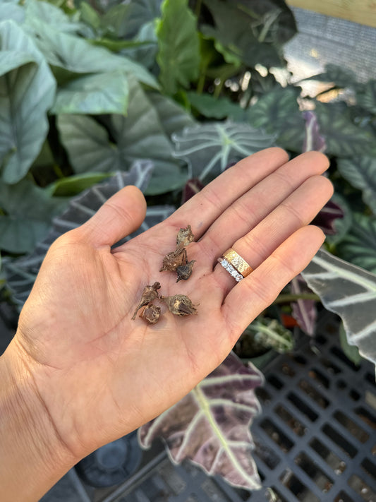 Alocasia Mystery corns