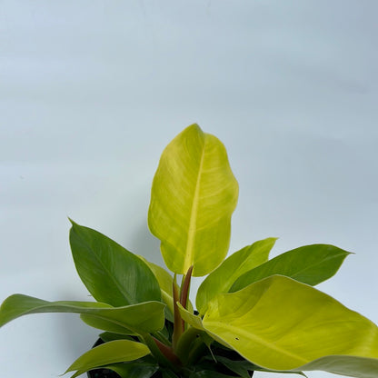 Philodendron moonlight 6"
