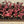 Syngonium Orm Nak Red
