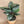 Calathea Ornatha (Pinstripe Plant)