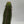 Variegated Euphorbia Candelabra 4” Pot – Rare Variegated Succulent live plant