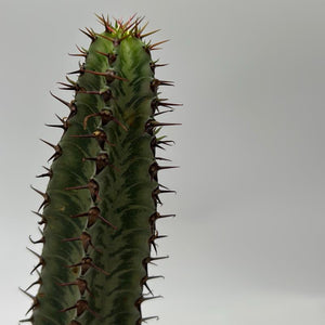 Variegated Euphorbia Candelabra 4” Pot – Rare Variegated Succulent live plant