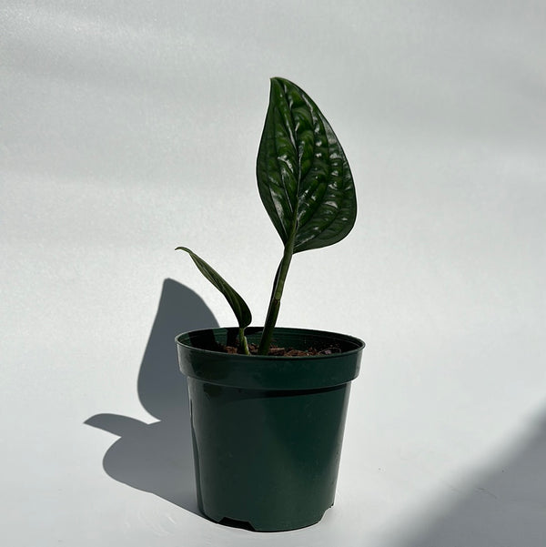 Monstera Peru