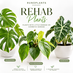 Rehab Plants - Plants to Rescue & Revive