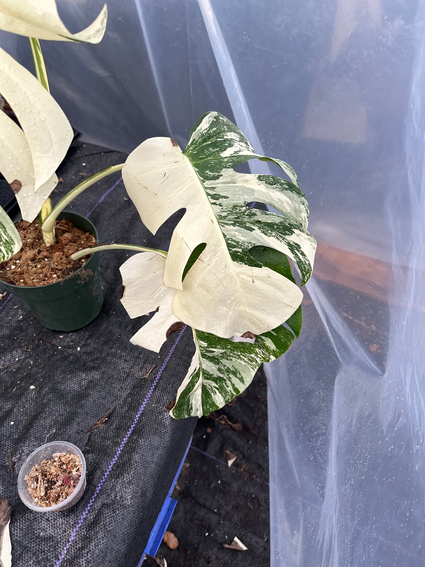 Variegated monstera albo Toyat