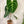 Anthurium Regale