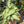 Syngonium Starlite