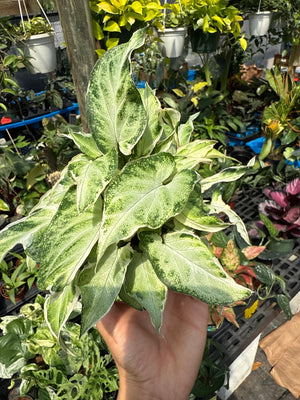 Syngonium Starlite 4” pot beginner friendly