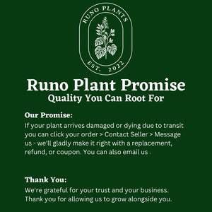 Variegated String of Hearts (Ceropegia) Hanging Basket