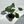 Alocasia Stingray