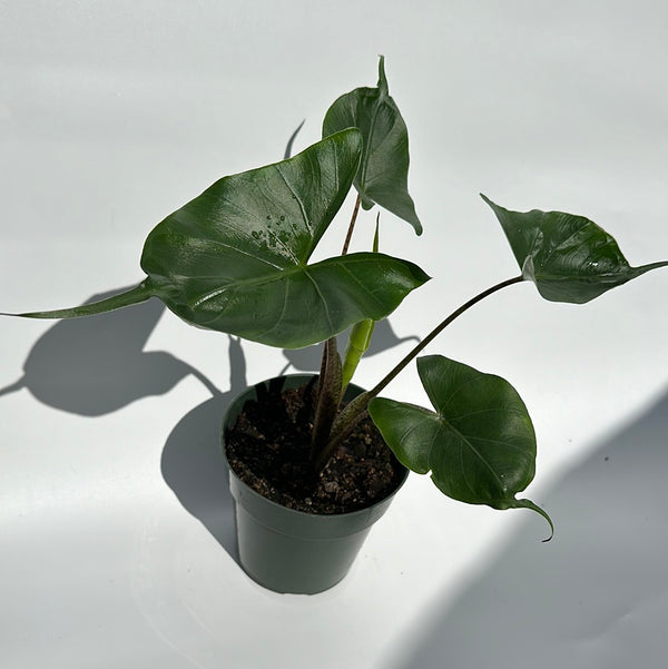 Alocasia Stingray