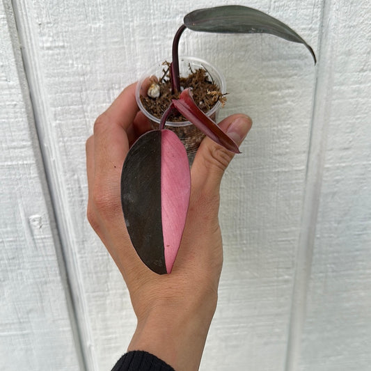 Philodendron pink king marble PPKM1