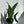 Alocasia Tigrina Superba