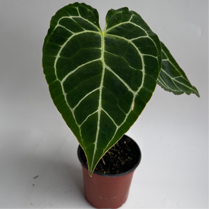 Anthurium Crystallinum
