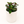 Black Goldfish Lipstick Plant