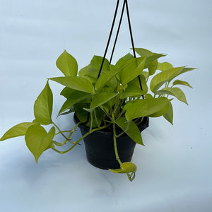 Pothos Neon